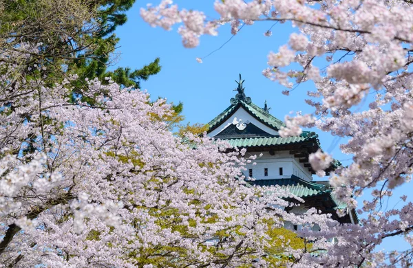 樱花和弘前城堡 — 图库照片