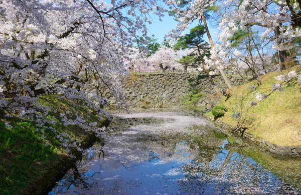 Flores de cerezo en el Parque Hirosaki —  Fotos de Stock