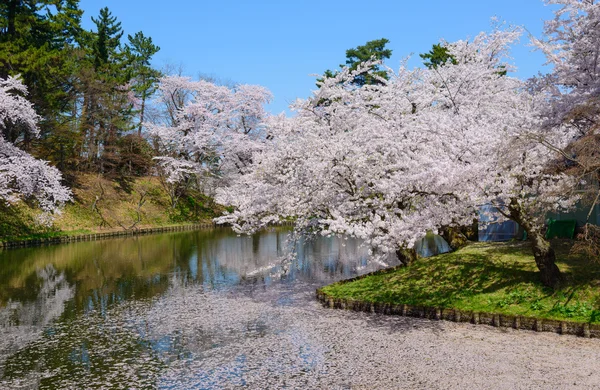 Cherry blossoms at Hirosaki Park — Stock Photo, Image