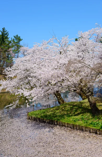 Fiori di ciliegio al Parco Hirosaki — Foto Stock