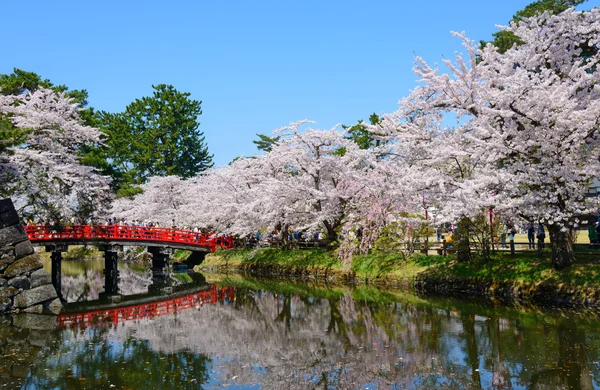 Třešňové květy v parku Hirosaki — Stock fotografie