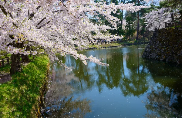 Cherry blossoms at Hirosaki Park — Stock Photo, Image