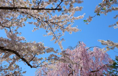 Hirosaki Park'ta kiraz çiçekleri