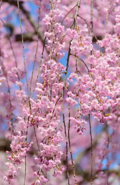 Ağlayan kiraz çiçekleri