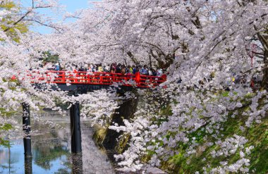Hirosaki Park'ta kiraz çiçekleri