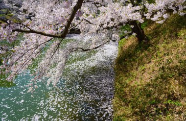 Hirosaki Park'ta kiraz çiçekleri