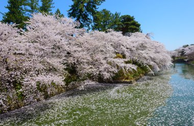 Hirosaki Park'ta kiraz çiçekleri