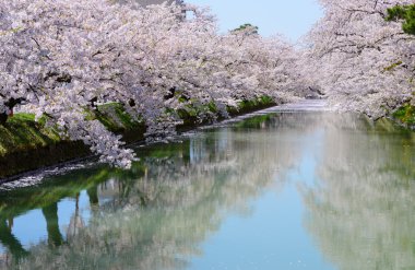 Hirosaki Park'ta kiraz çiçekleri