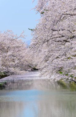 Hirosaki Park'ta kiraz çiçekleri