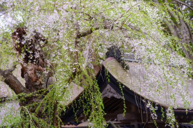 Kiraz Kakunodate içinde ağlayan