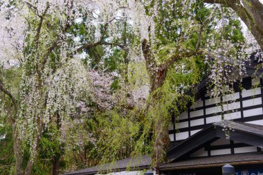 Kiraz Kakunodate içinde ağlayan