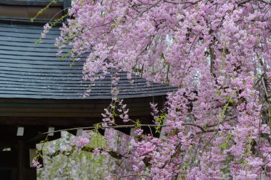 Kiraz Kakunodate içinde ağlayan