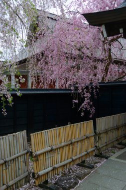 Kiraz Kakunodate içinde ağlayan