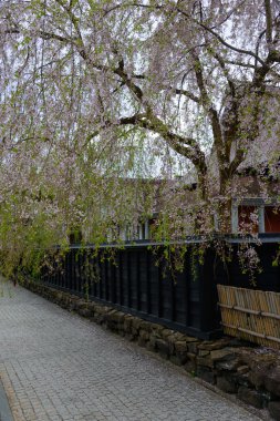 Kiraz Kakunodate içinde ağlayan
