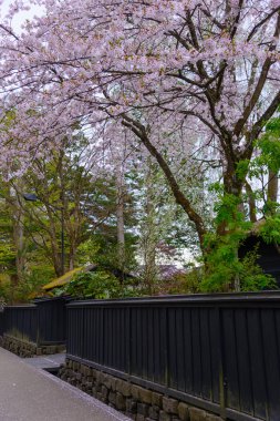 Kiraz Kakunodate içinde ağlayan