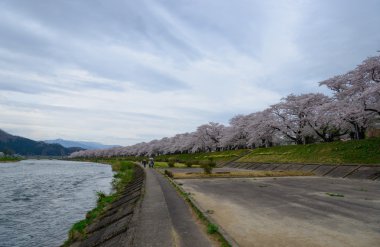 Cherry trees along Hinokinai river clipart