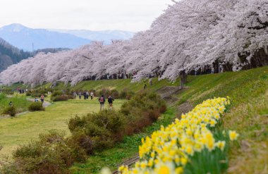 Hinokinai Nehri boyunca kiraz ağaçları