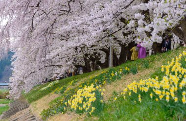 Cherry trees along Hinokinai river clipart