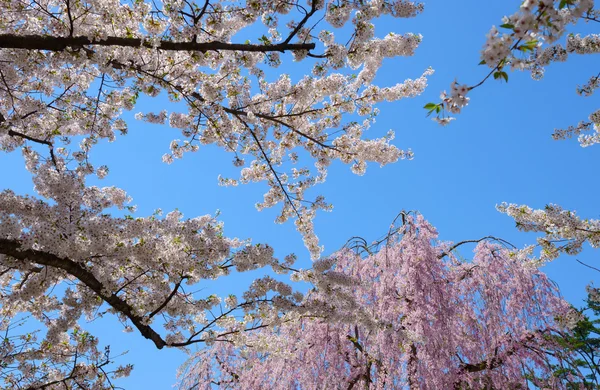 Wiśniowe kwiaty w Hirosaki Park — Zdjęcie stockowe