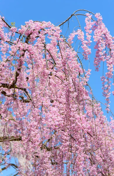Weeping Cherry blossoms — Stockfoto