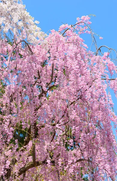 Weeping Cherry blossoms — Stockfoto