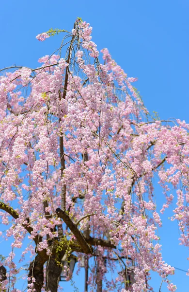 Weeping Cherry blossoms — Stock Photo, Image
