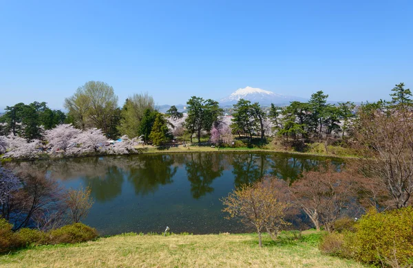 Wiśniowe kwiaty i Mt.Iwaki — Zdjęcie stockowe