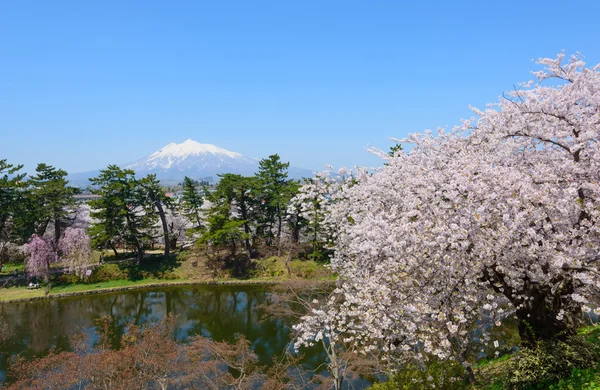 Cherry blossoms and Mt.Iwaki — Stock Photo, Image