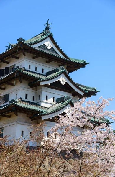 Fleurs de cerisier et château d'Hirosaki — Photo