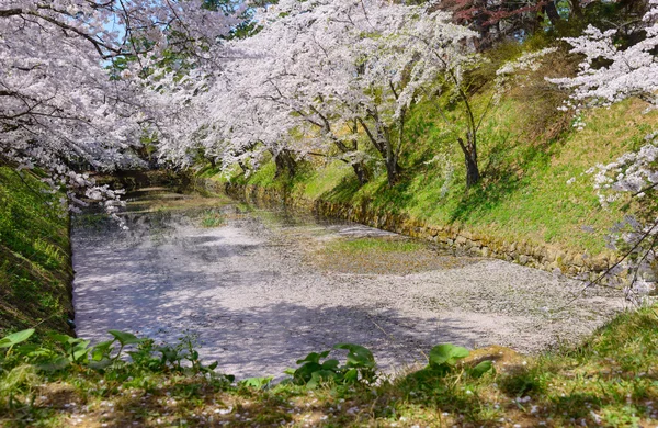 Wiśniowe kwiaty w Hirosaki Park — Zdjęcie stockowe