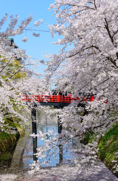 Цветение сакуры в парке Хиросаки — стоковое фото
