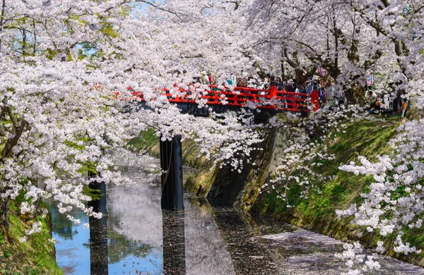 Flores de cerezo en el Parque Hirosaki —  Fotos de Stock