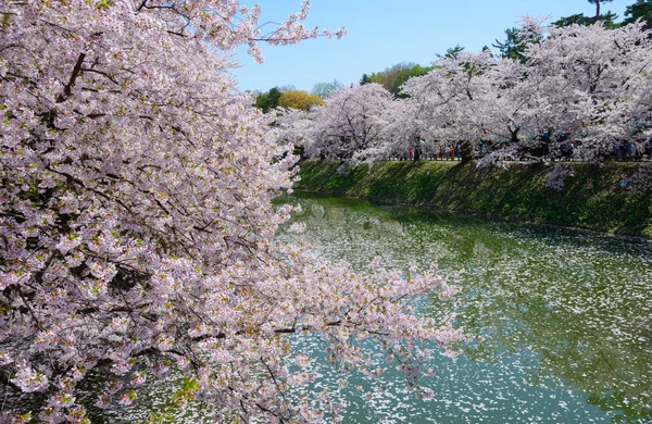 弘前公園の桜です。 — ストック写真