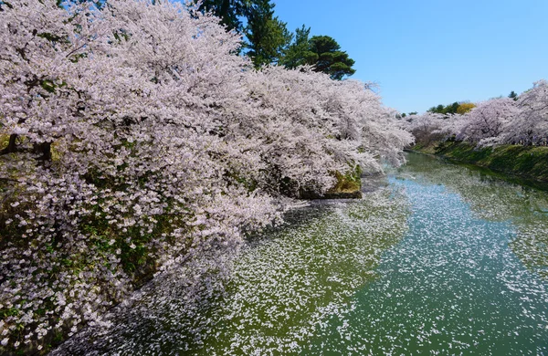 弘前公園の桜です。 — ストック写真
