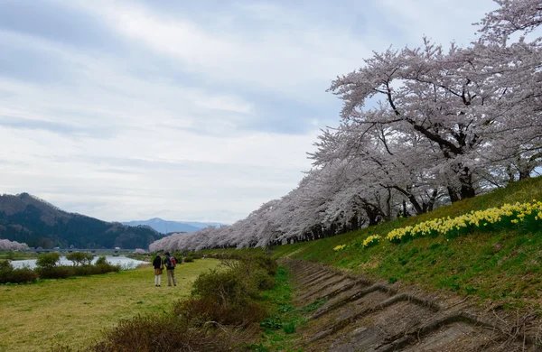桧木川沿いの桜の木 — ストック写真