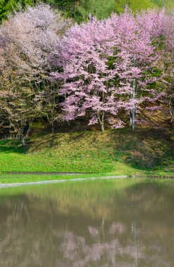 Anime, Nagano, Japonya kiraz çiçekleri