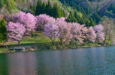 Anime, Nagano, Japonya kiraz çiçekleri