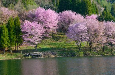 Anime, Nagano, Japonya kiraz çiçekleri