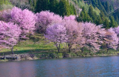 Anime, Nagano, Japonya kiraz çiçekleri