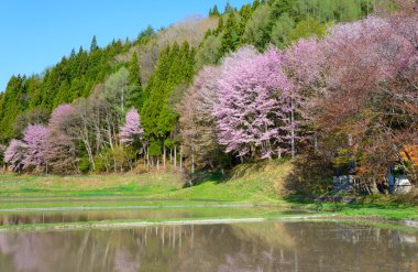 Anime, Nagano, Japonya kiraz çiçekleri