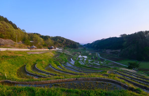 Riso Paddie in Giappone — Foto Stock