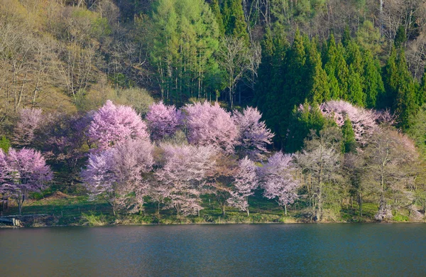 Cherry blossoms in Omachi, Nagano, Japan — Stock Photo, Image