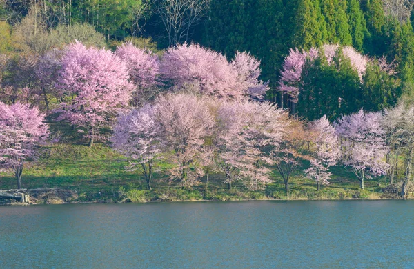 Cherry blossoms in Omachi, Nagano, Japan — Stock Photo, Image
