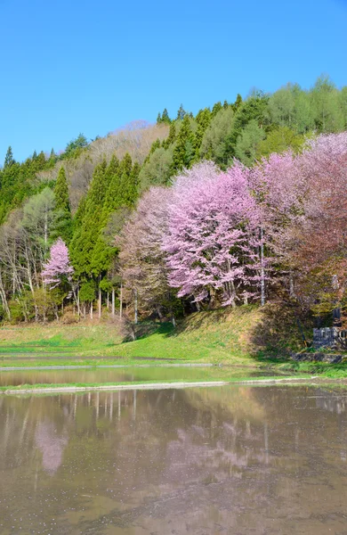 Wiśniowe kwiaty w Omachi, Nagano, Japonia — Zdjęcie stockowe