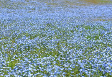 Nemophila clipart