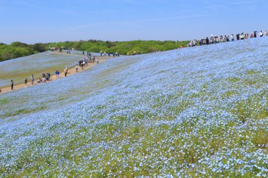 nemophila