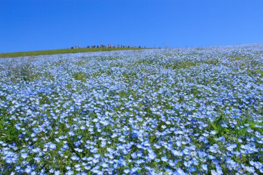 Nemophila clipart