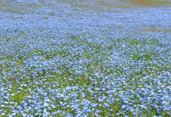 Nemophila — Stock fotografie