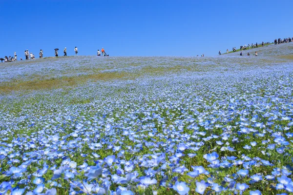 Nemophila — 图库照片