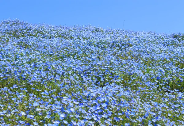 Nemophila — Fotografia de Stock